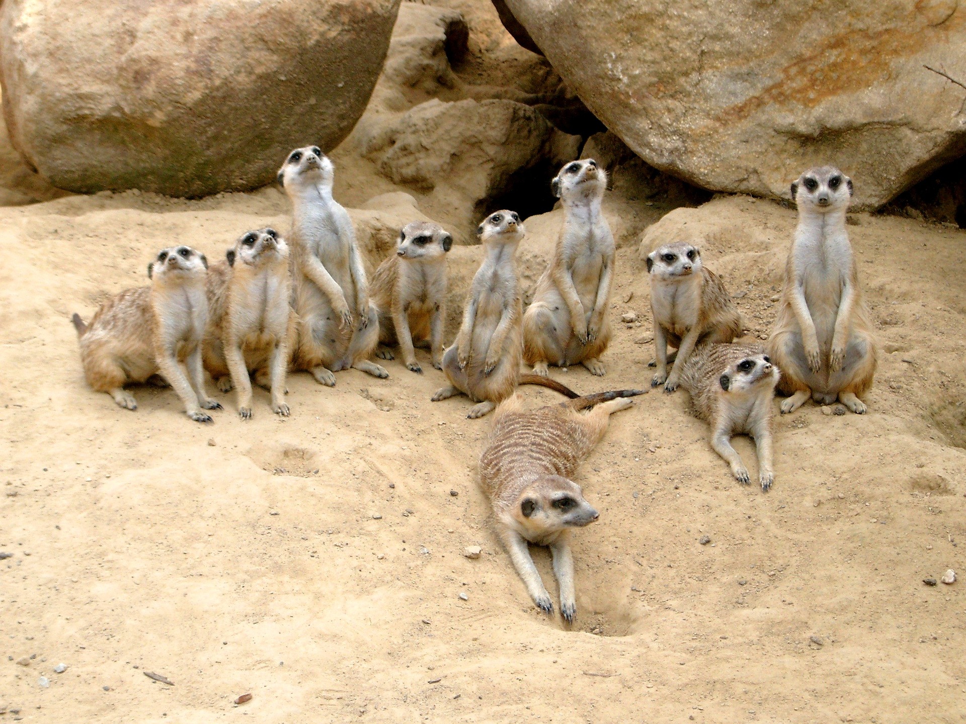 meerkat-363049_1920